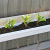 Arugula planted in vinyl gutters used as planters