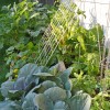 Raised bed garden